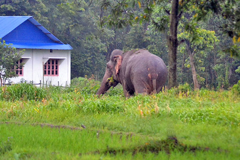 वन्यजन्तुबाट प्रभावितको दुर्घटना बीमा