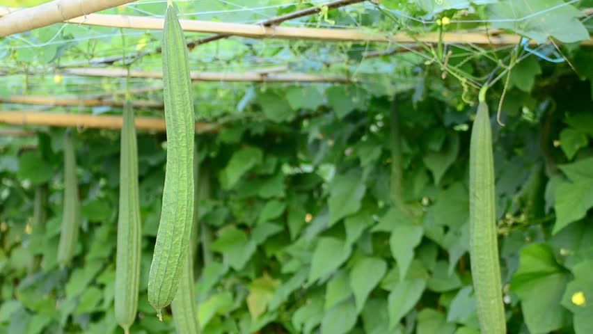 लहरे तरकारी बालीमा ‘थ्री जी कटिङ’