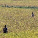 धानबाली जोगाउन रातभरी मचानमा जाग्राम