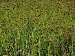 बाँकेमा कोदोखेतीको परीक्षण