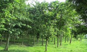 बाँकेमा सालका रुख जोगाउन वन संवर्द्धन कार्यक्रम