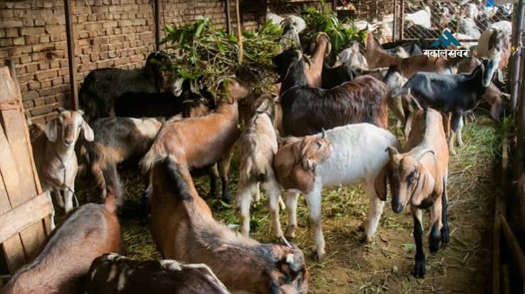 खसीबोका बिक्री गरेर दसैँ मनाउँदै फत्तेपुरका किसान महिला