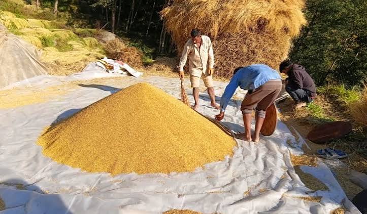 किसानलाई धान भित्र्याउन भ्याइनभ्याई