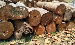 बाँकेमा तीन लाख ९८ हजार क्यु फिटबढी काठ उत्पादन