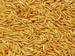 खडेरीले धानको बीउ राख्नै समस्या