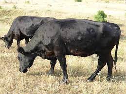 बाँकेमा अझै आएन ‘लम्पी स्किन’ खोप