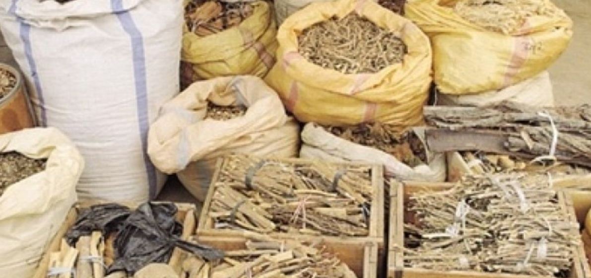 दाङमा जडीबुटी उत्पादन बढ्यो