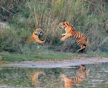 जङ्गली जनावरको आक्रमण बढेपछि स्थानीय आतङ्कित