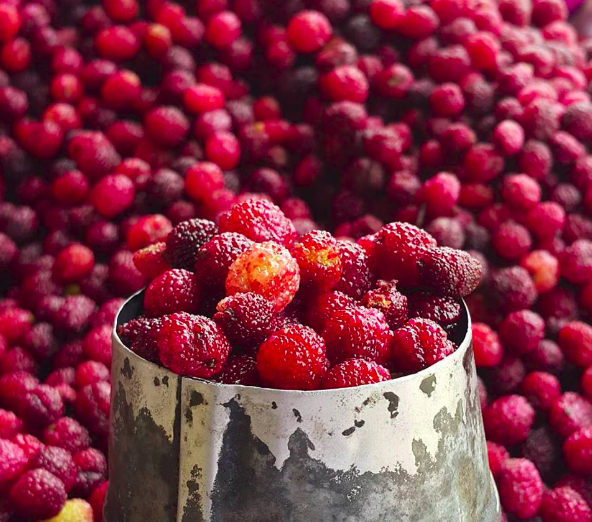 काफल विक्रीबाट राम्रो आम्दानी