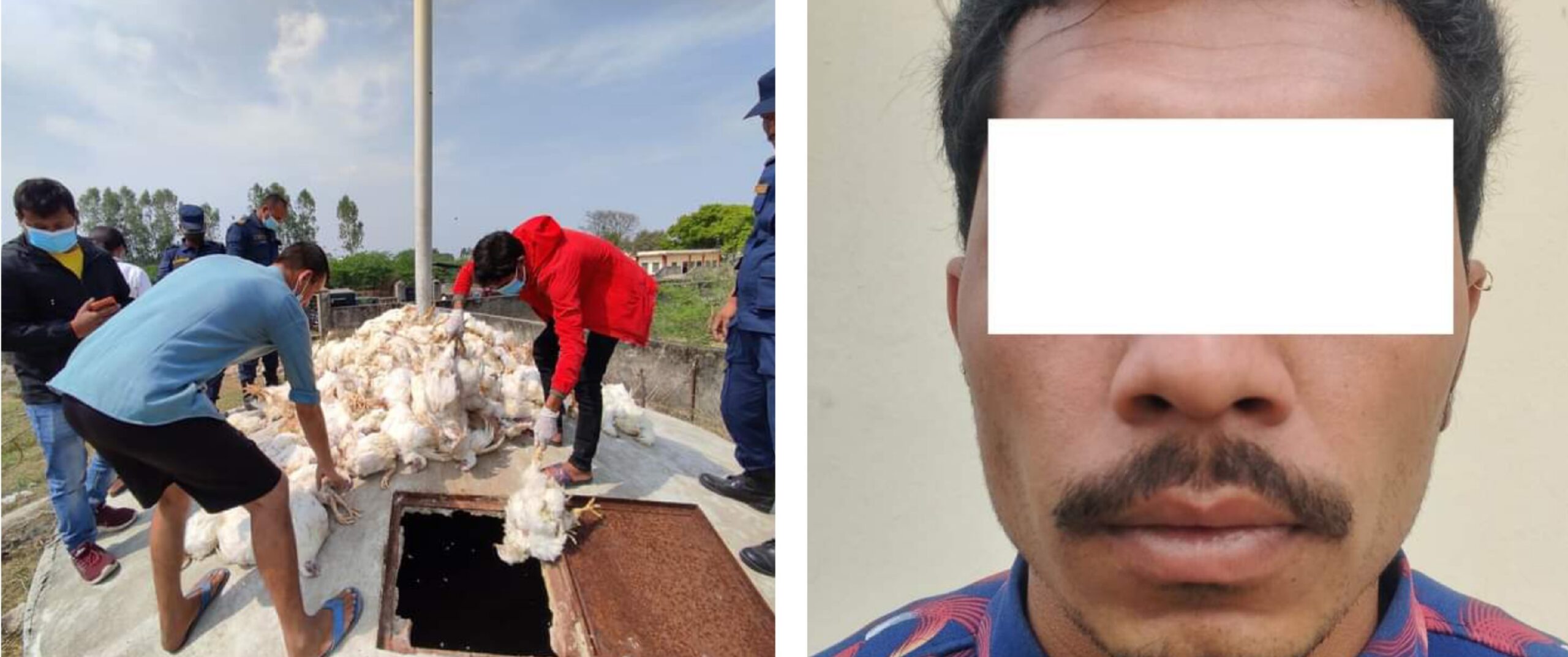 अवैध कुखुरा बरामद