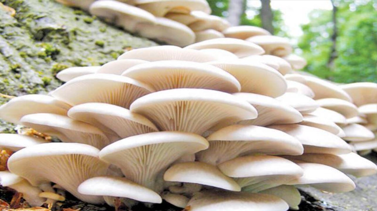 जंगली च्याउ खाँदा एक बालिकाको मृत्यु