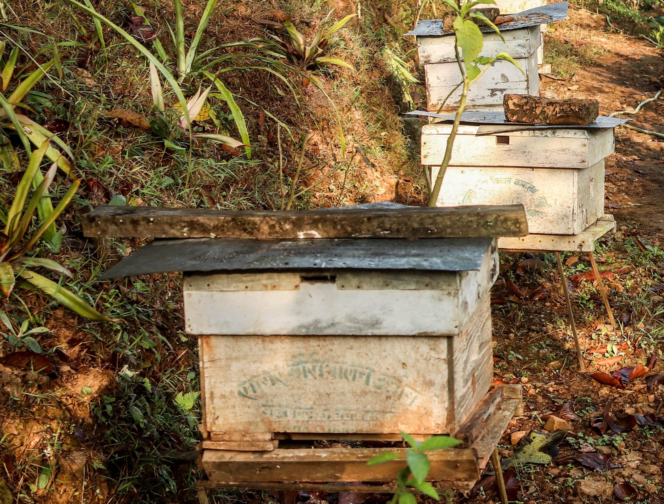 बाँकेमा मौरीलाई गर्मीबाट बचाउन रुखको छहारी