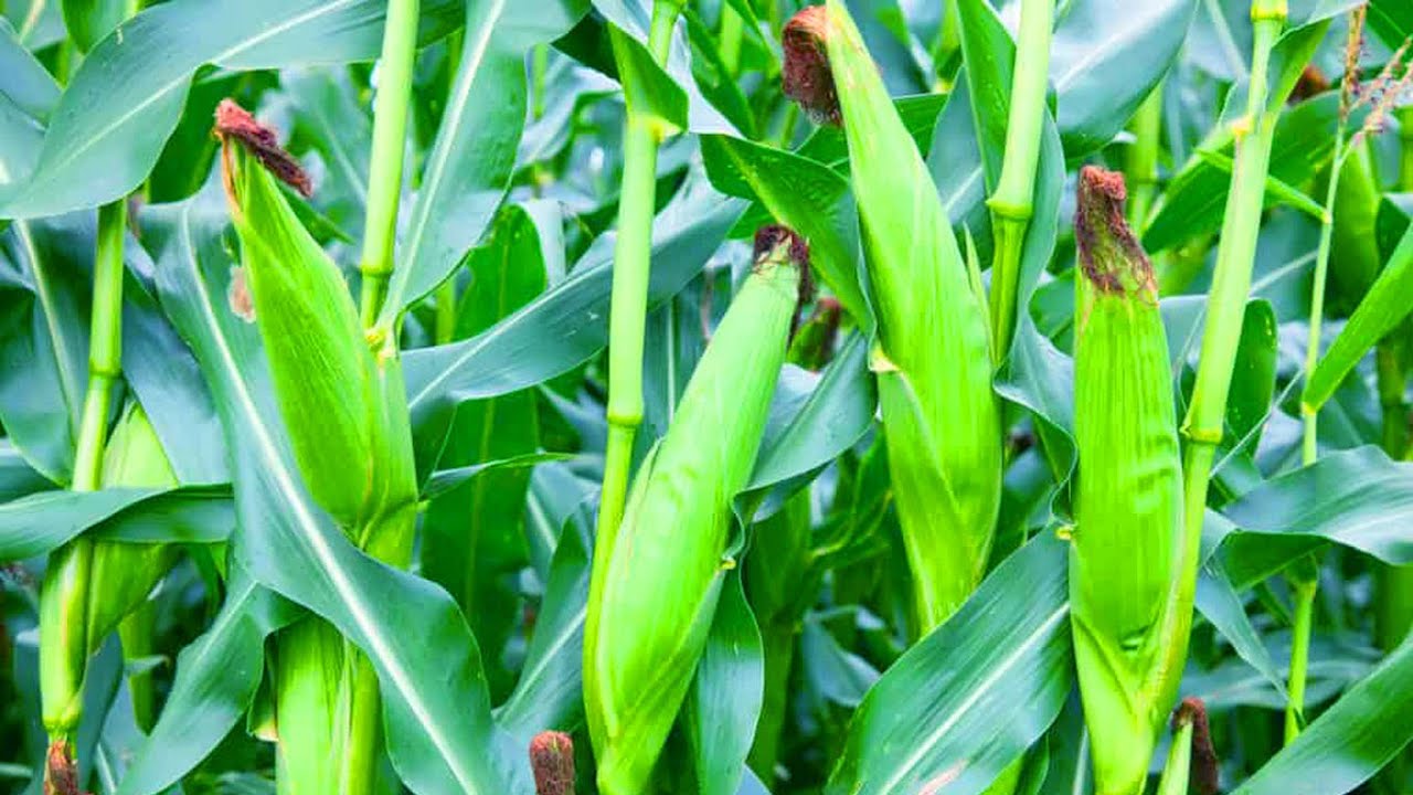 लाभदायक बालीका रुपमा स्थापित हुँदै मकै