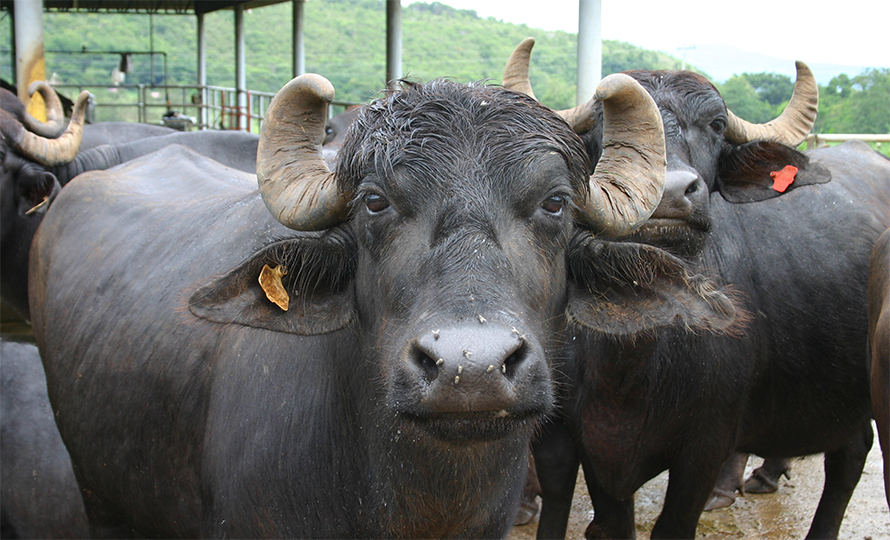 उन्नत जातको १५ मुर्रा राँगा नेपाल आउँदै
