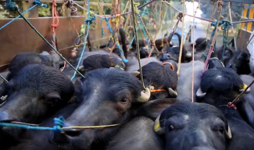 लामो दुरीबाट मापदण्ड विपरित पशु ढुवानी