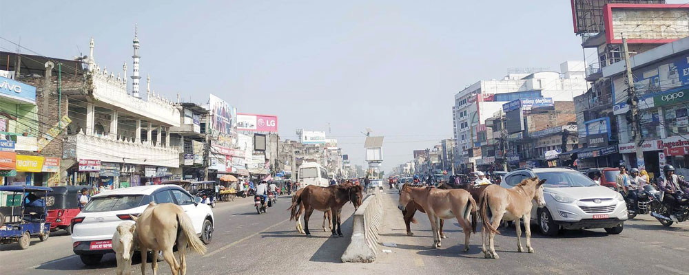 छाडा चौपायाले दुर्घटनाको जोखिम