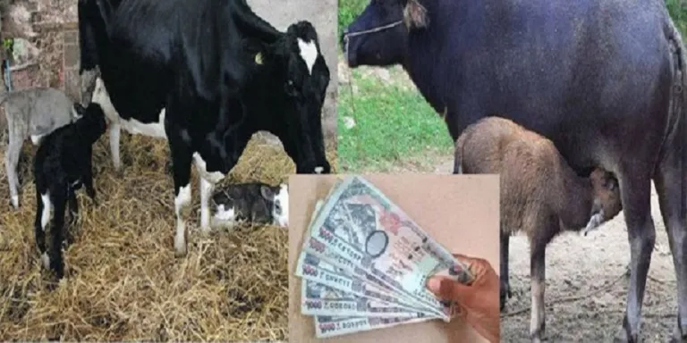 कोहलपुर र बैजनाथका पशुपालक कृषकलाई सुत्केरी भत्ता