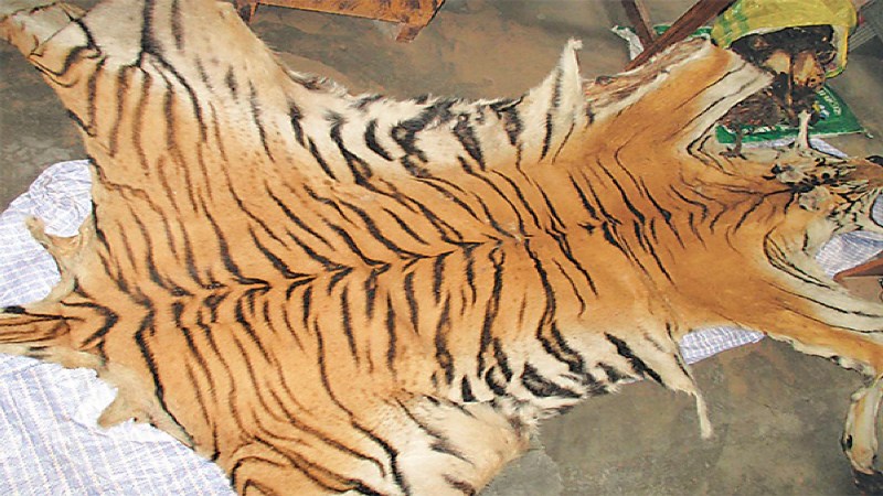 बाघको छाला र हड्डीसहित तीन पक्राउ
