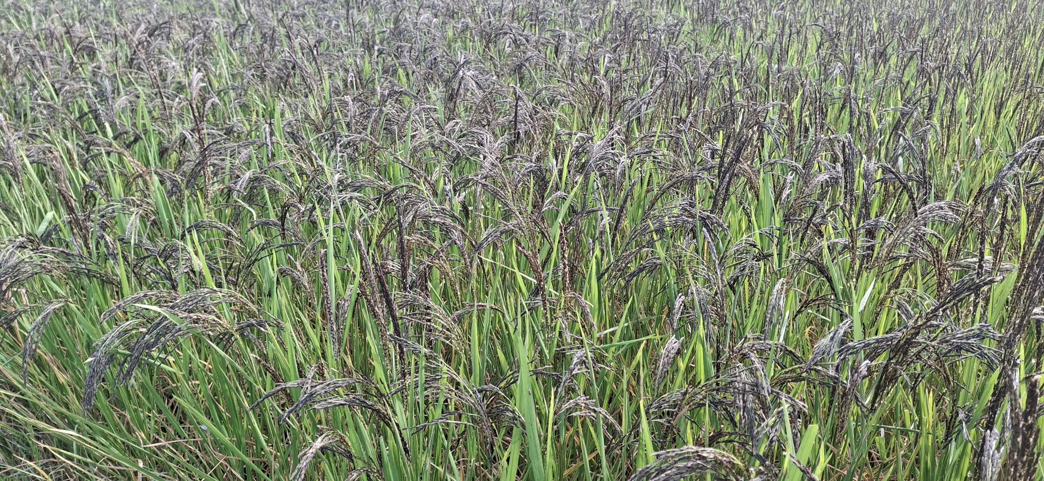 बाँकेमा काला नमक धानको संरक्षण गरिँदै