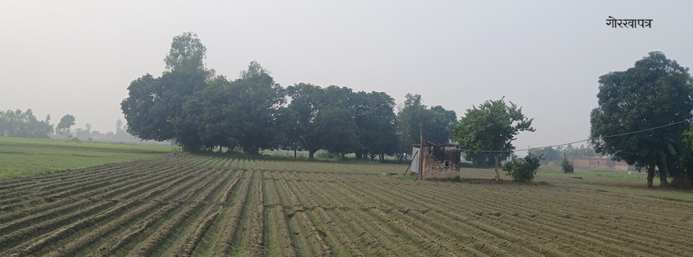 बेमौसमी वर्षाले आलुको बिउ खेतमै कुहिँदा किसान चिन्तित