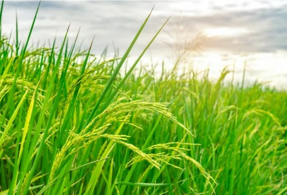 धान खेतीमा विभिन्न रोगको सङ्क्रमण