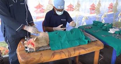 कुकुरहरुको बन्ध्याकरण शिविर हुदै