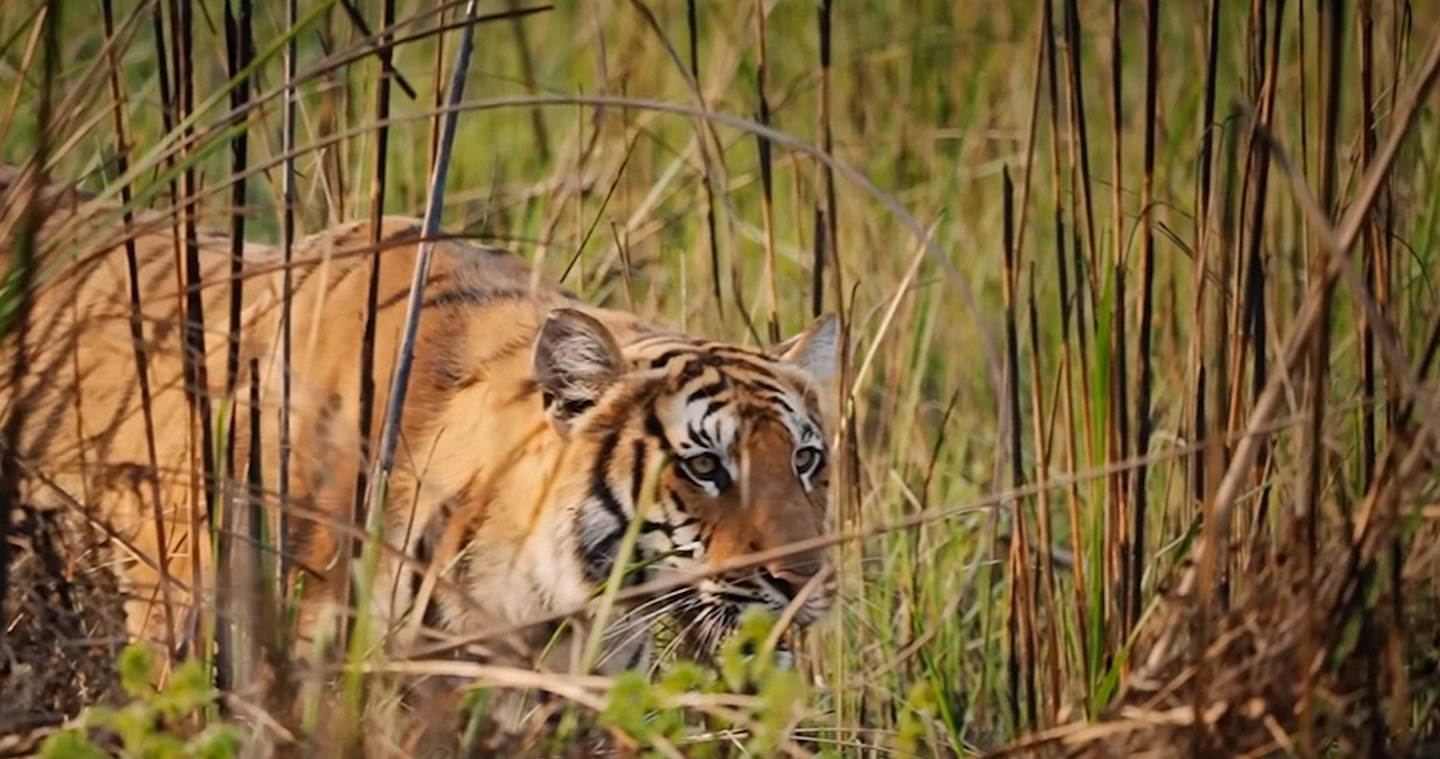 बर्दियामा बाघको आक्रमणबाट बालकको मृत्यु