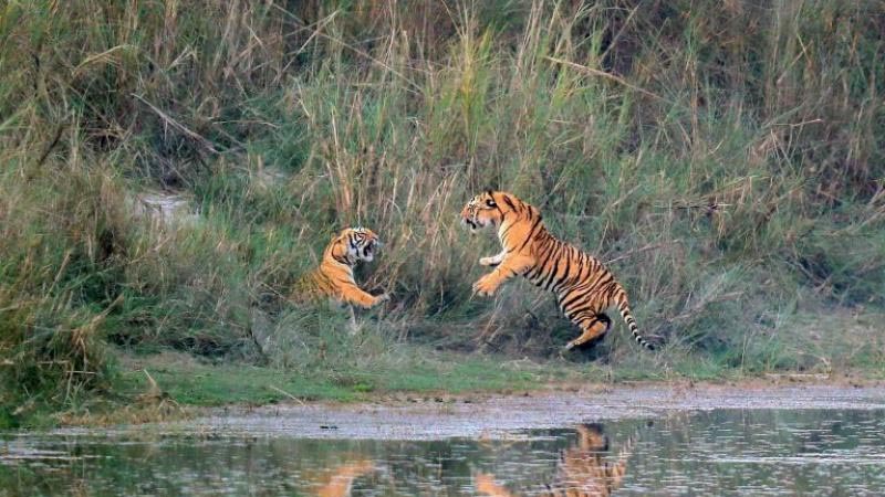 वन्यजन्तुबाट पीडित चार सय ५७ किसानलाई क्षतिपूर्ति