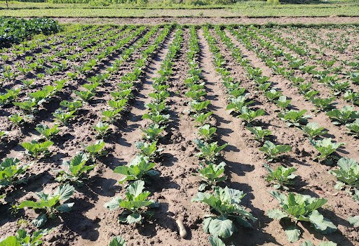 बाँकेमा व्यावसायिक तरकारी प्रवर्द्धन कार्यक्रम